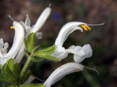 Šalvěj luční (Salvia pratensis L.) s bílými květy