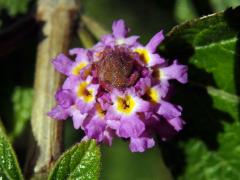 Lantána (Lantana viburnoides (Forssk.) Vahl)