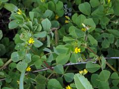 Tolice mnohotvará (Medicago polymorpha L.)