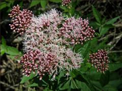 Sadec konopáč (Eupatorium cannabinum L.)