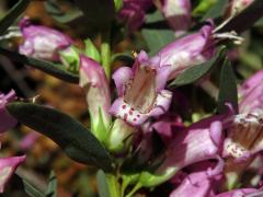 Eremophila laanii F. Muell