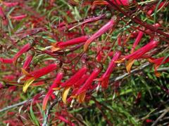 Lobelka (Lobelia laxiflora Kunth)  