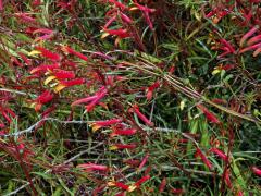 Lobelka (Lobelia laxiflora Kunth)