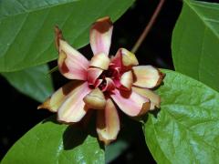 Sazaník (Calycanthus occidentalis Hook. & Arn.)