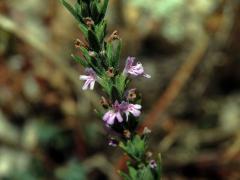 Micromeria juliana (L.) Benth. ex Rchb.