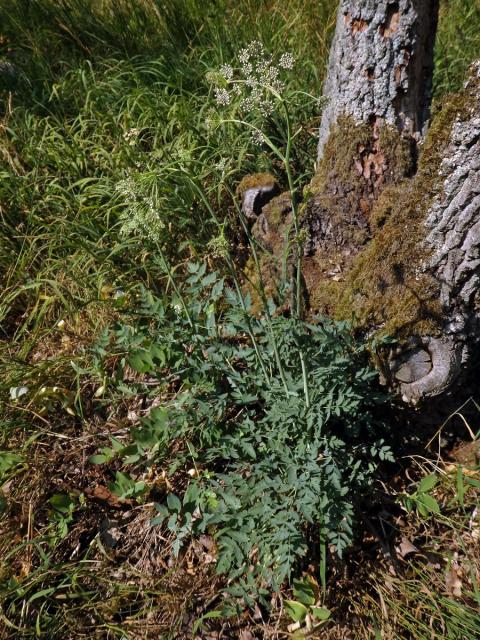 Smldník jelení (Peucedanum cervaria (L.) Lapeyr.)