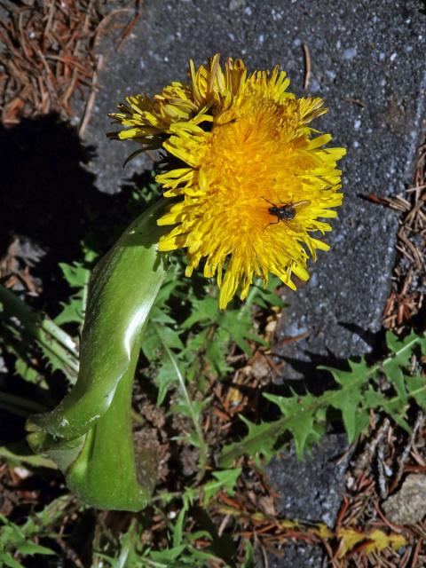 Smetánka lékařská (Taraxacum officinale L.) - fasciace stonku (30b)