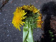 Smetánka lékařská (Taraxacum officinale L.) - fasciace stonku (30c)