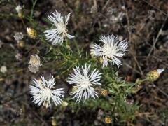 Chrpa latnatá (Centaurea stoebe L.) (1d)