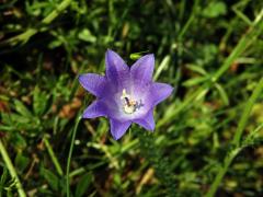 Zvonek okrouhlolistý (Campanula rotundifolia L.) - sedmičetný květ (8a)