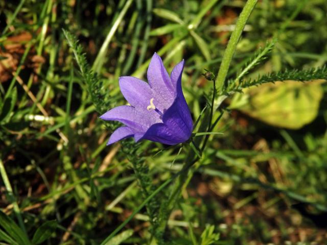 Zvonek okrouhlolistý (Campanula rotundifolia L.) - sedmičetný květ (8b)