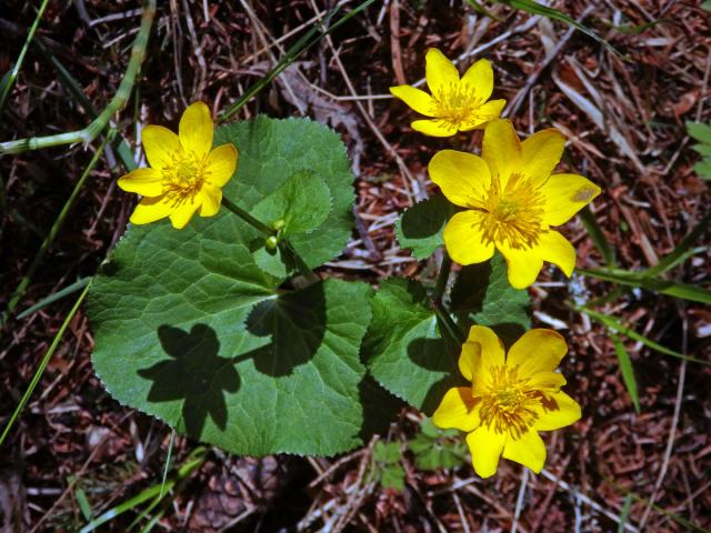 Blatouch bahenní (Caltha palustris L.), sedmičetný květ (7a)