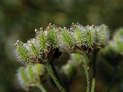 Tořice rolní (Torilis arvensis (Huds.) Link)
