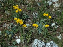 Oman Kristovo oko (Inula oculus-cristi L.)