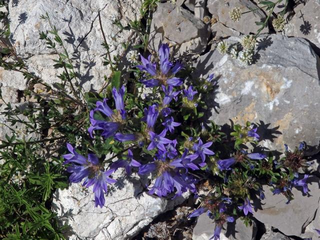 Zvonek (Campanula lingulata Waldst. et Kit.)