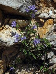 Zvonek (Campanula lingulata Waldst. et Kit.)