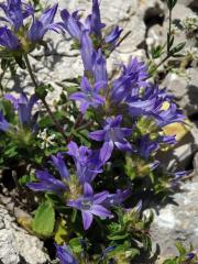 Zvonek (Campanula lingulata Waldst. et Kit.)