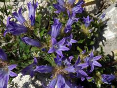 Zvonek (Campanula lingulata Waldst. et Kit.)