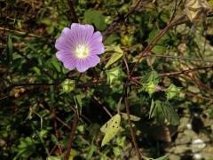 Slézovec (Lavatera punctata All.)   