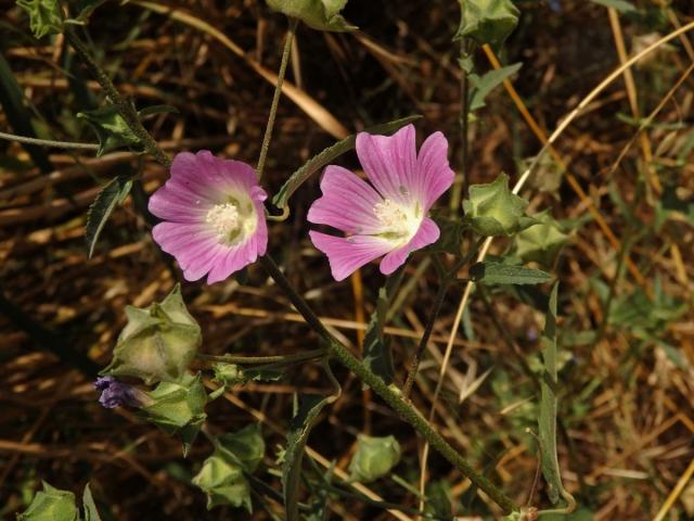 Slézovec (Lavatera punctata All.)