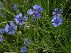 Chrpa (Centaurea L.)