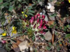 Úročník (Anthyllis vulneraria subsp. maura (Beck) Maire)