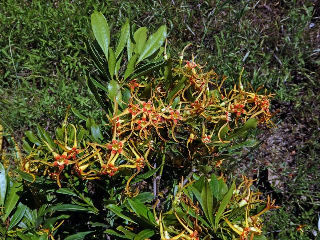 Krutikvět (Strophanthus speciosus (Ward & Harv.) Reber)