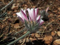 Svlačec (Convolvulus lanuginosus Desr.)