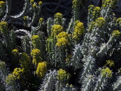 Pryšec (Euphorbia caerulescens Haw.)