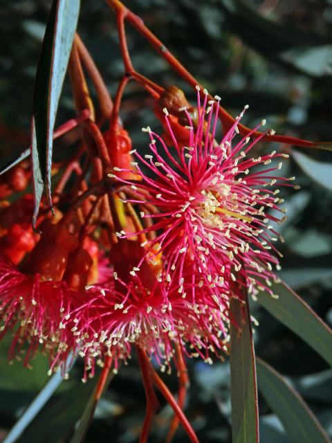 Blahovičník (Eucalyptus torquata Luehm.)