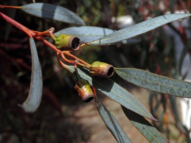 Blahovičník (Eucalyptus torquata Luehm.)