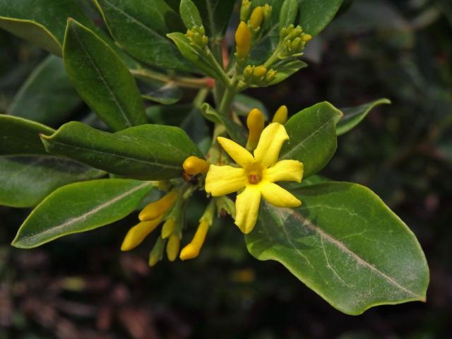 Jasmín nejvonnější (Jasminum odoratissimum L.), šestičetný květ (2)