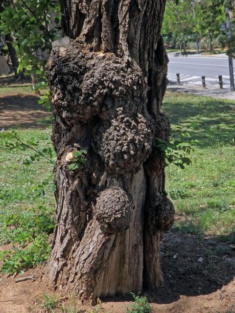 Tumor na akátu (Robinia pseudoacacia L.) (20a)