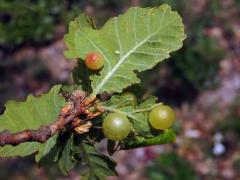 Hálky žlabatky hráškové (Neuroterus quercusbaccarum) - jarní generace, listy dubu letního