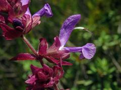 Šalvěj (Salvia canariensis L.)