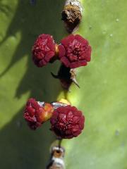 Pryšec (Euphorbia canariensis L.)