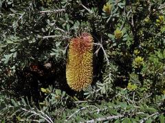 Banksia praemorsa Andrews 