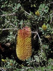 Banksia praemorsa Andrews