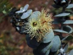 Blahovičník (Eucalyptus kruseana F. Muell.)