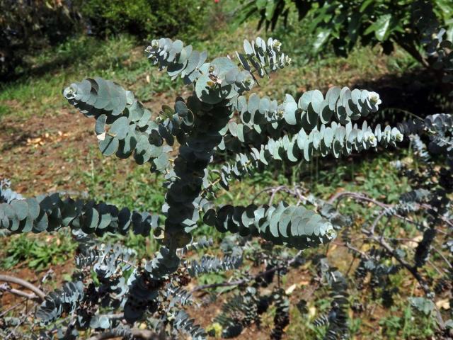 Blahovičník (Eucalyptus kruseana F. Muell.)