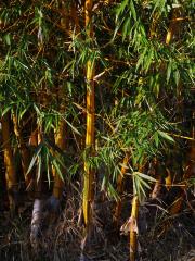 Phyllostachys Siebold & Zucc.