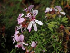 Pelargónie (Pelargonium radens H. E. Moore)