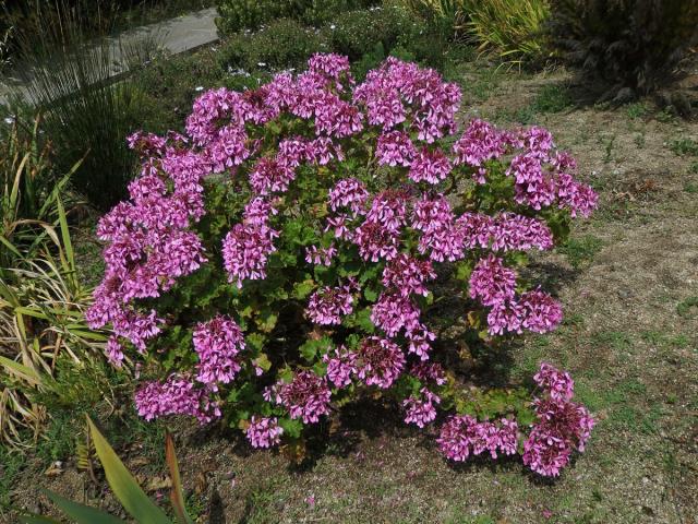 Pelargónie (Pelargonium zonale (L.) L'Hér. ex Aiton)