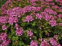 Pelargónie (Pelargonium zonale (L.) L'Hér. ex Aiton)