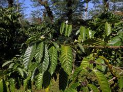 Kávovník statný (Coffea canephora Pierre ex Froehner)