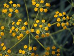 Prorostlík vrbolistý (Bupleurum salicifolium (Webb ex Parl.) Sunding & G. Kunkel)