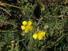 Mochna rozkladitá (Potentilla patula Waldst. et Kit.)    