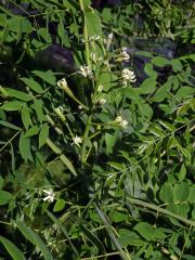 Nahovětvec dvoudomý (Gymnocladus dioica (L.) K.) Koch)