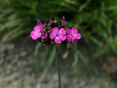 Hvozdík Pontederův (Dianthus pontederae A. Kern.)    