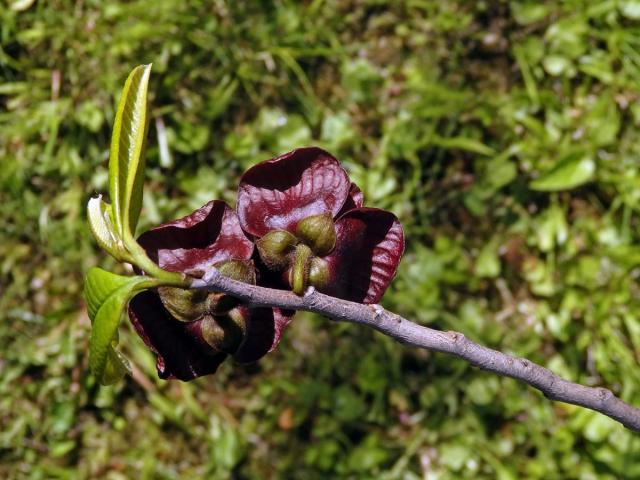 Muďoul trojlalačný (Asimina triloba (L.) Dunal)